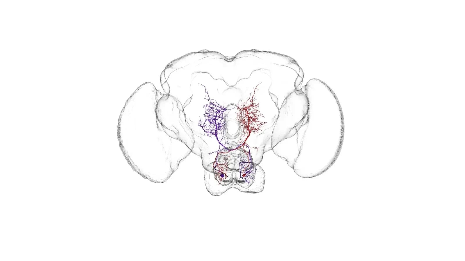 Two reconstructed descending neurons appear within the outline of a male fruit fly central nervous system.